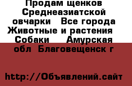 Продам щенков Среднеазиатской овчарки - Все города Животные и растения » Собаки   . Амурская обл.,Благовещенск г.